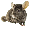 Činčila